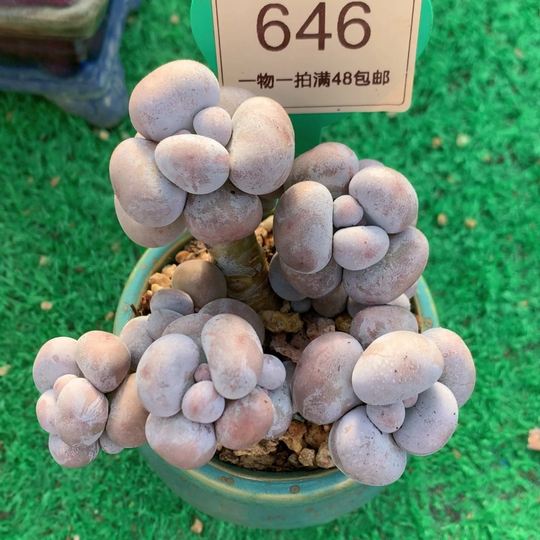 烟美人奶酪一物一拍