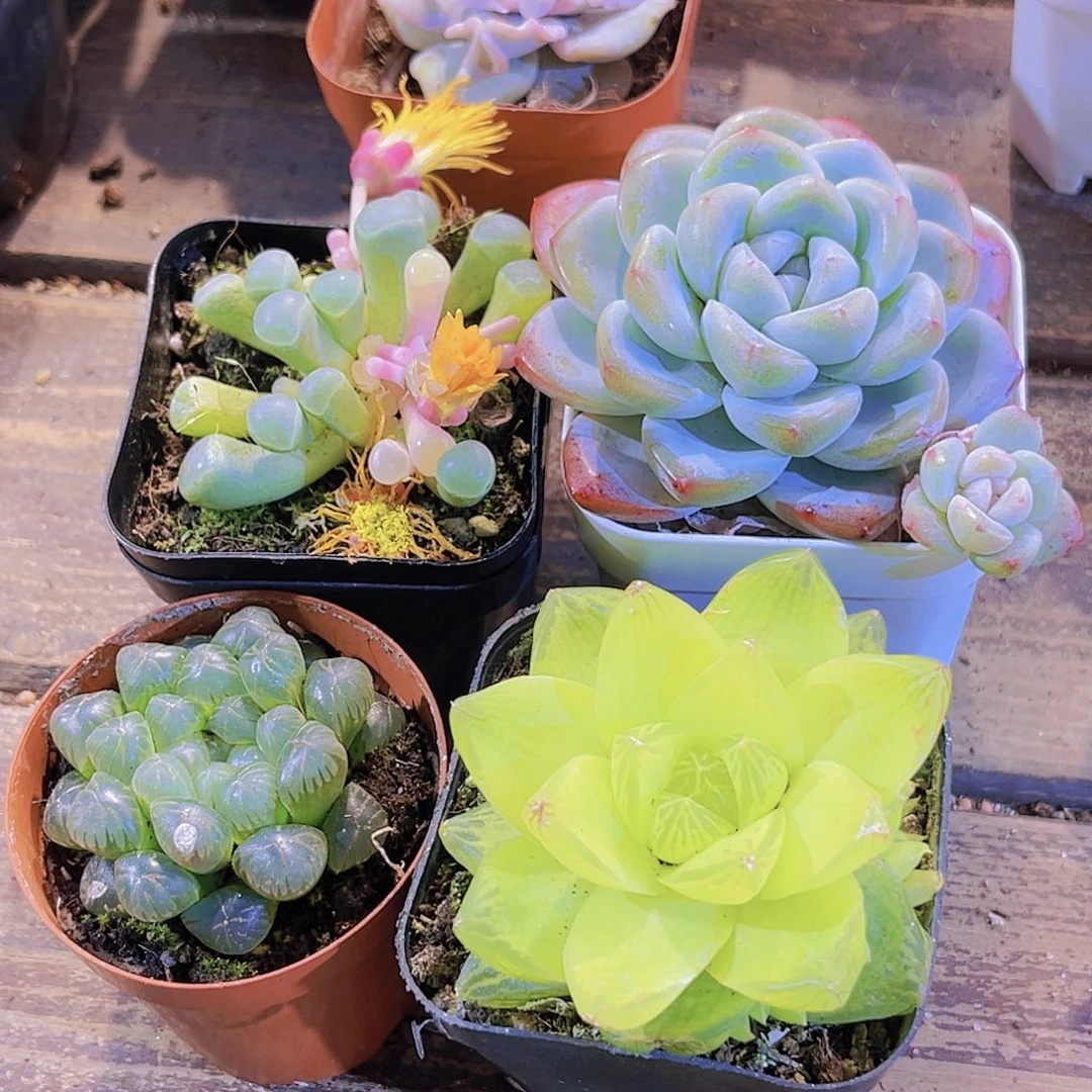 如图四盆11111111111