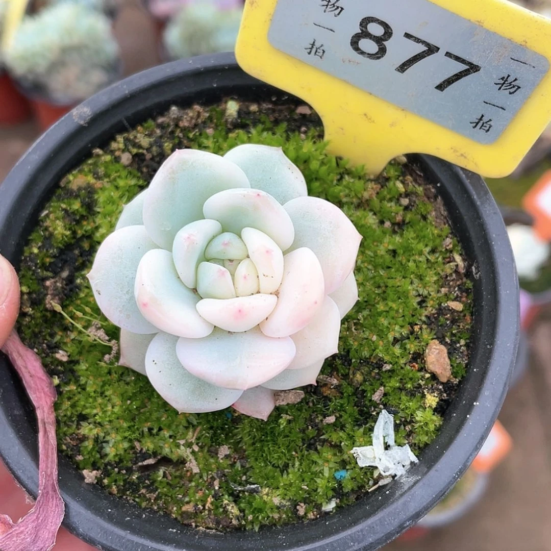 【闪购商品】877号
