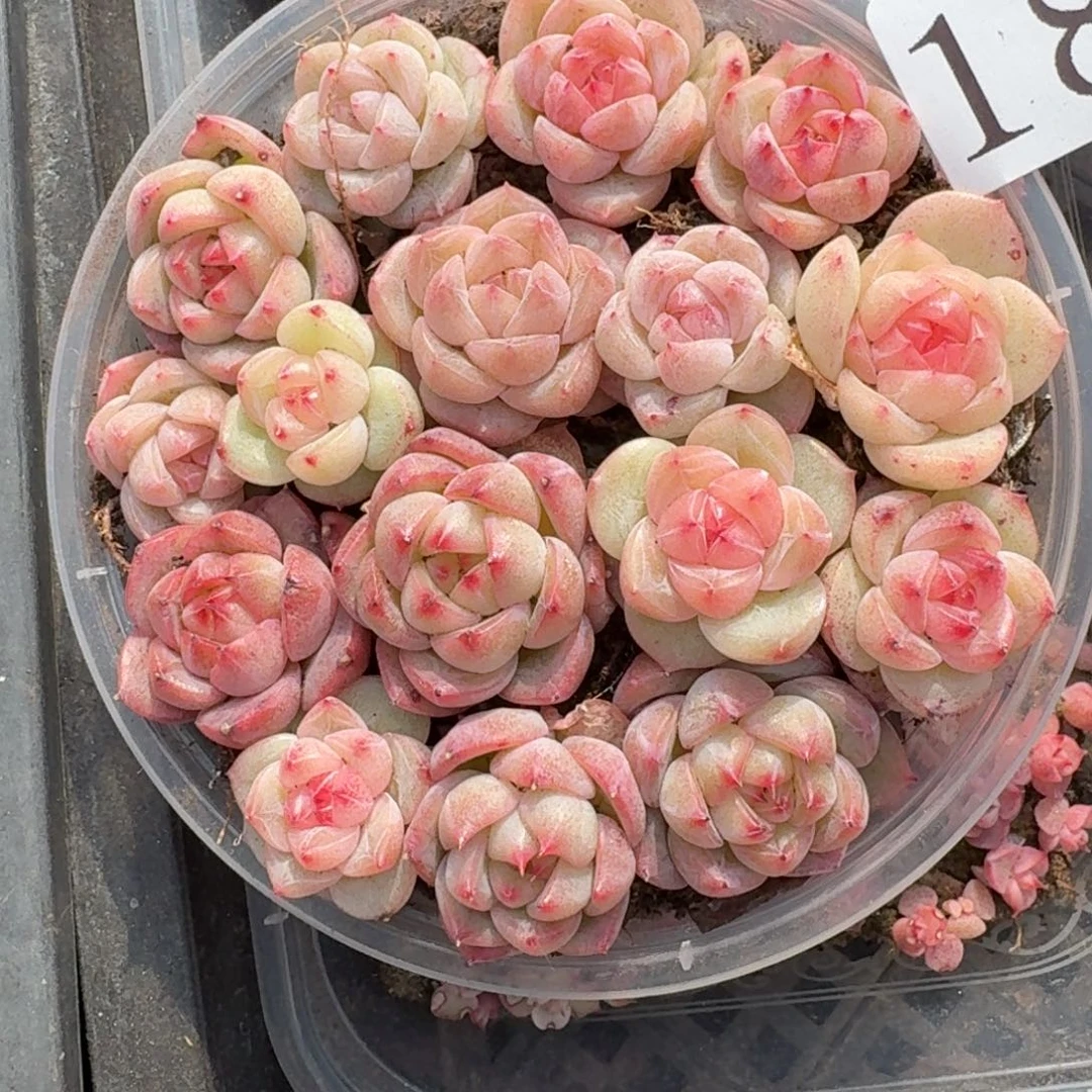 多肉植物多肉植物182