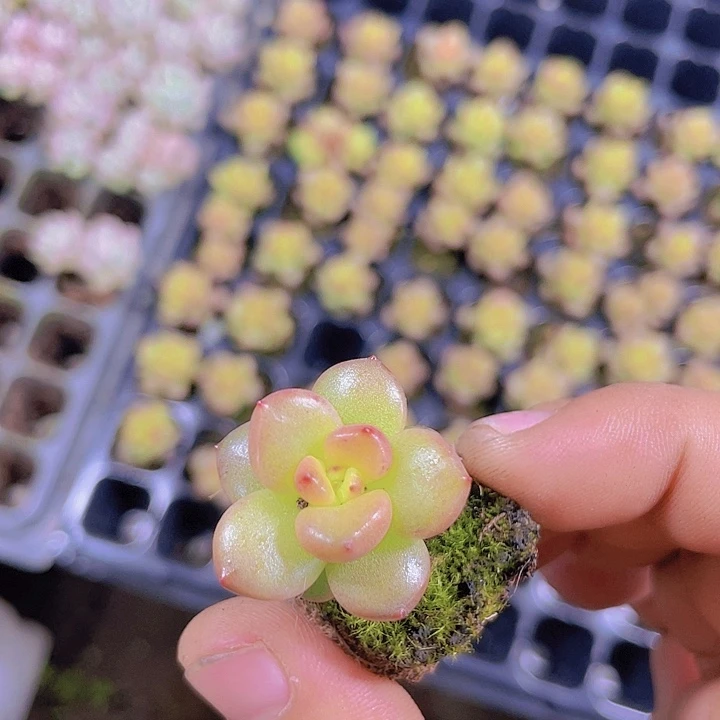 苹果花【满10颗包邮】