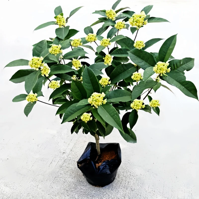 桂花树四季金桂花苗客厅阳台庭院花卉盆栽绿植耐寒好养四季开花