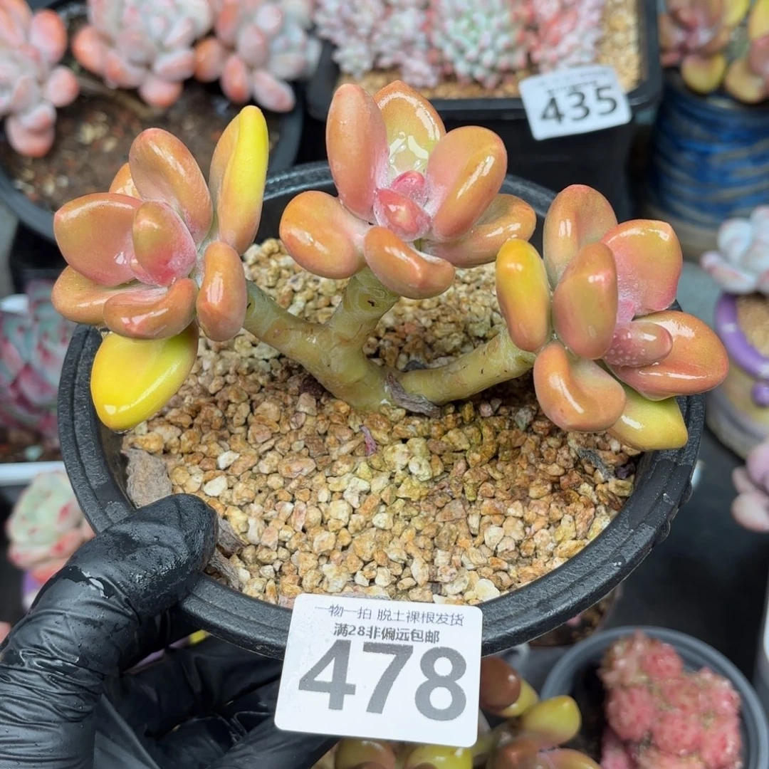 芒果KK奶三头无盆土发货