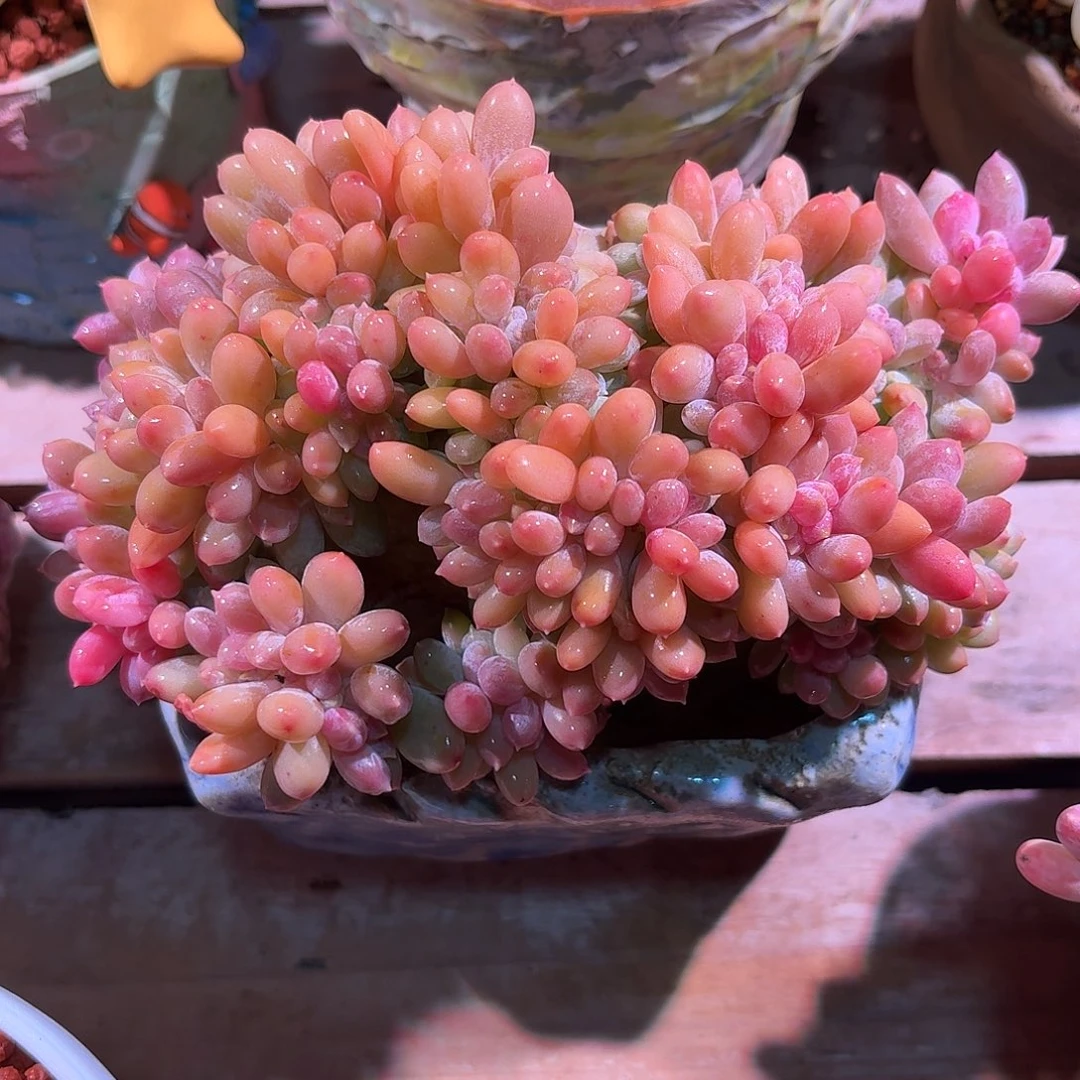 熊***喵灰姑娘缀化多肉多肉多肉