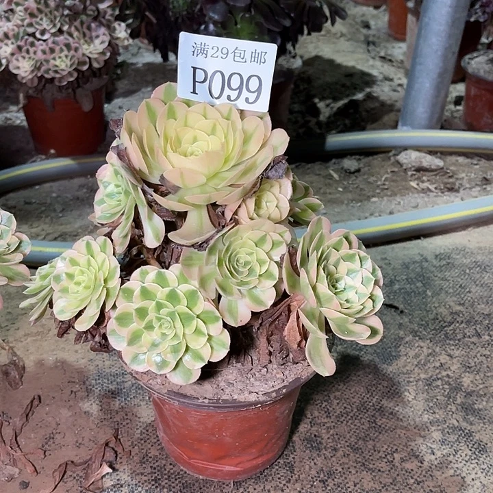 099万白多肉植物