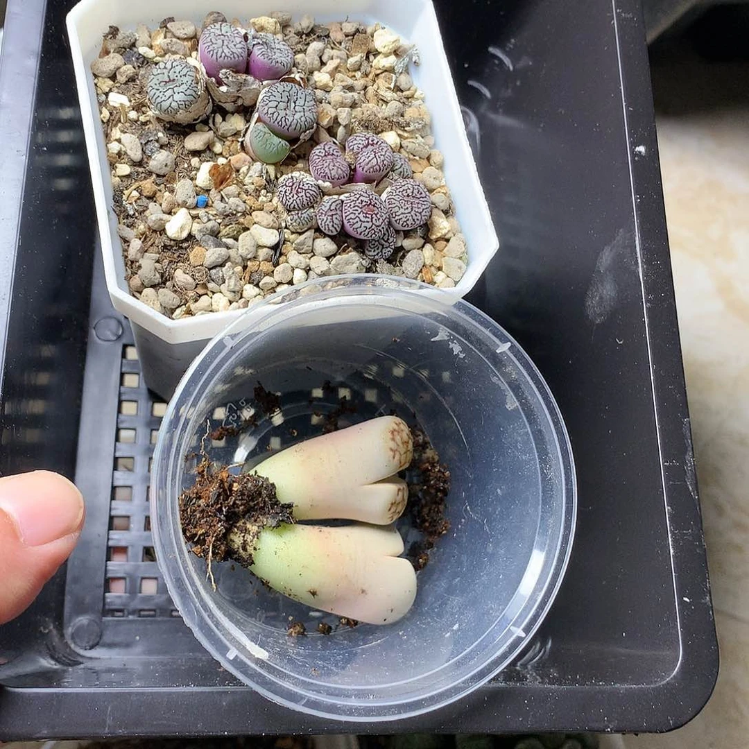 起****作T358多肉植物保护