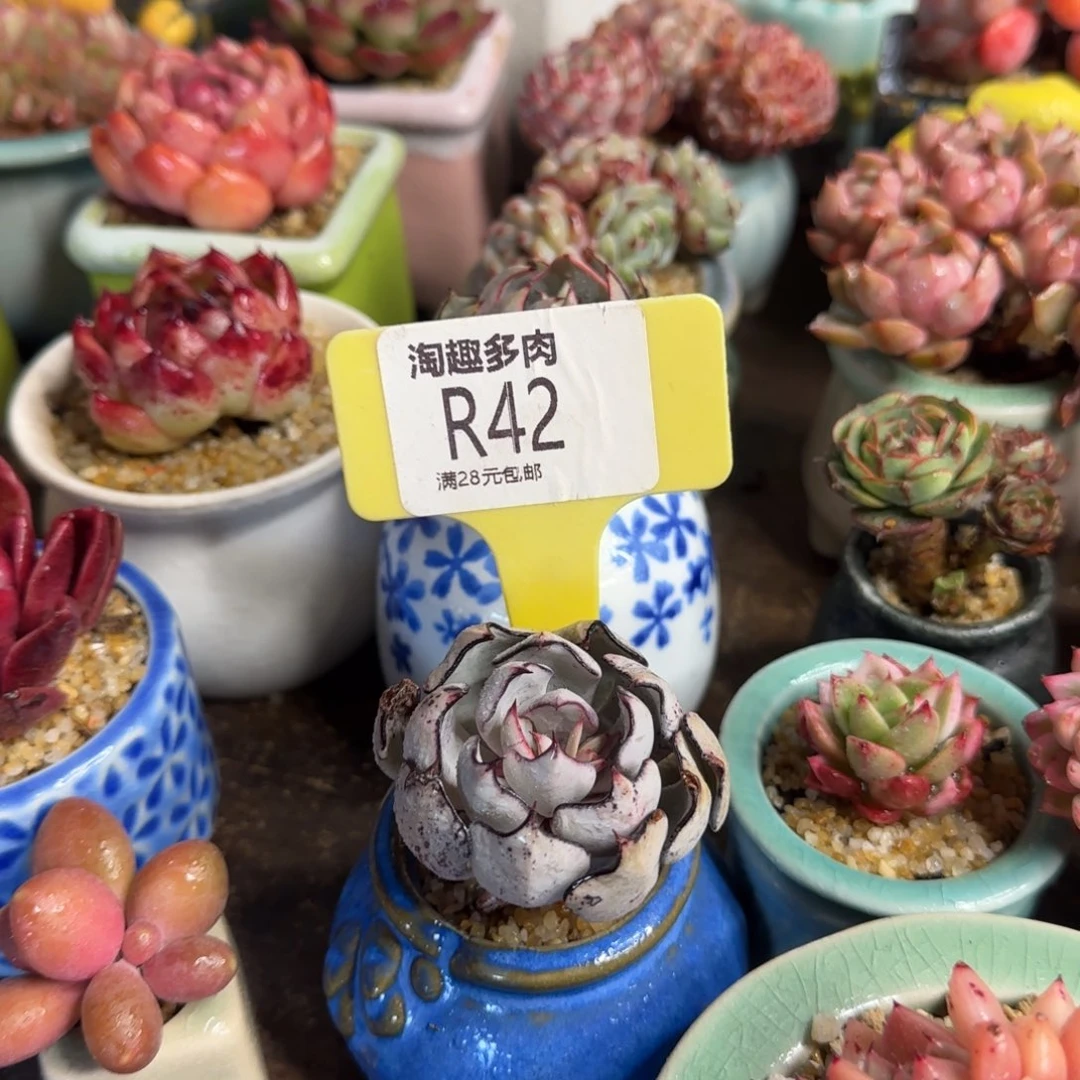 不****多肉植物1111111111