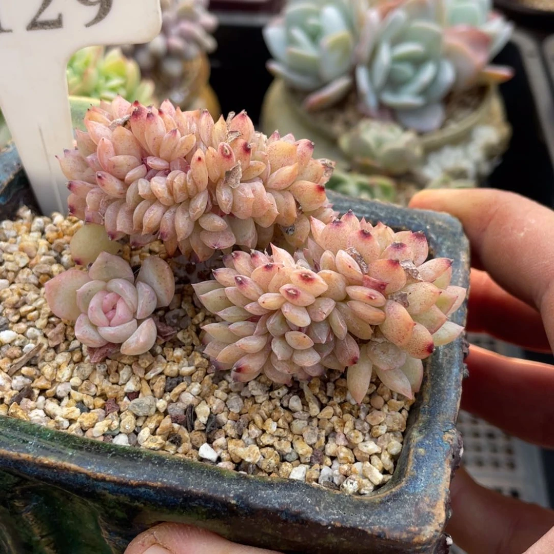 129莎莎缀不带盆8厘米