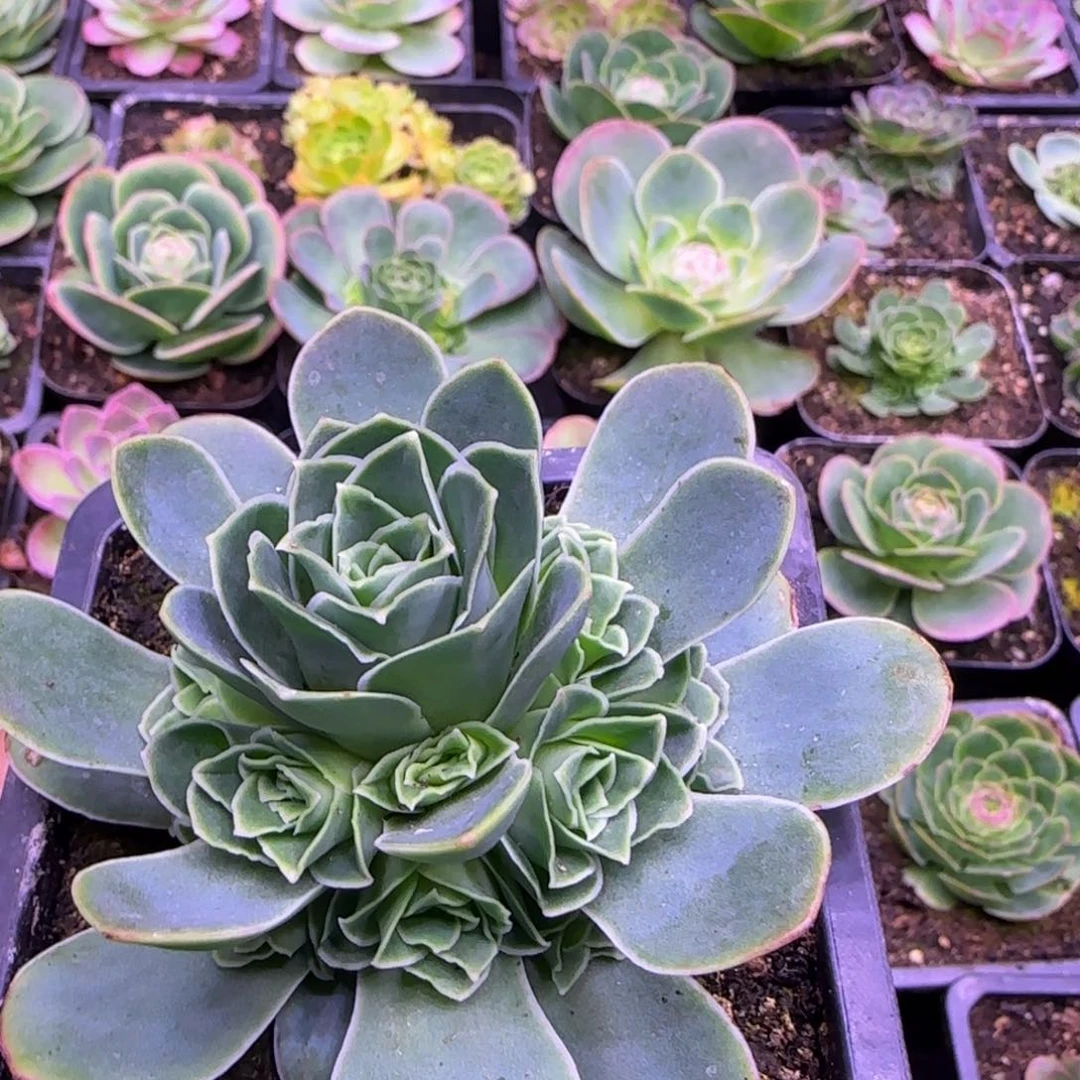 8.5厘米捧花玫瑰紫粉色124242424242