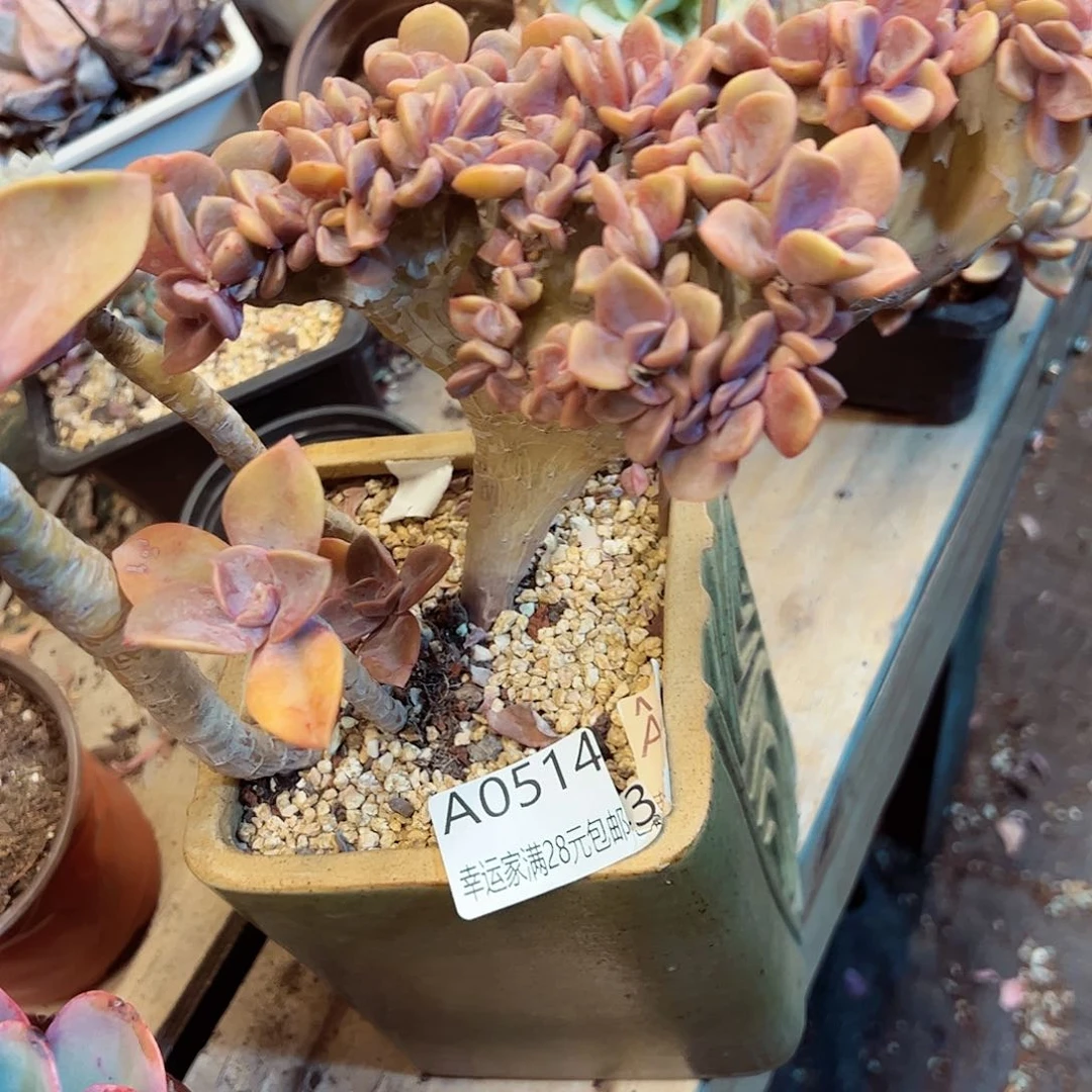 幸运的是我的朋友