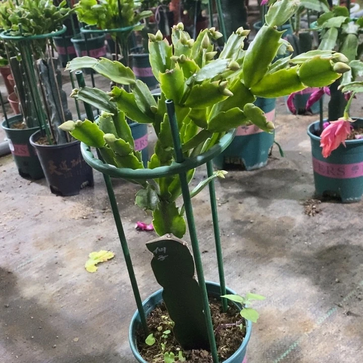 当前无花栽培后可以开花學**娘506荷花