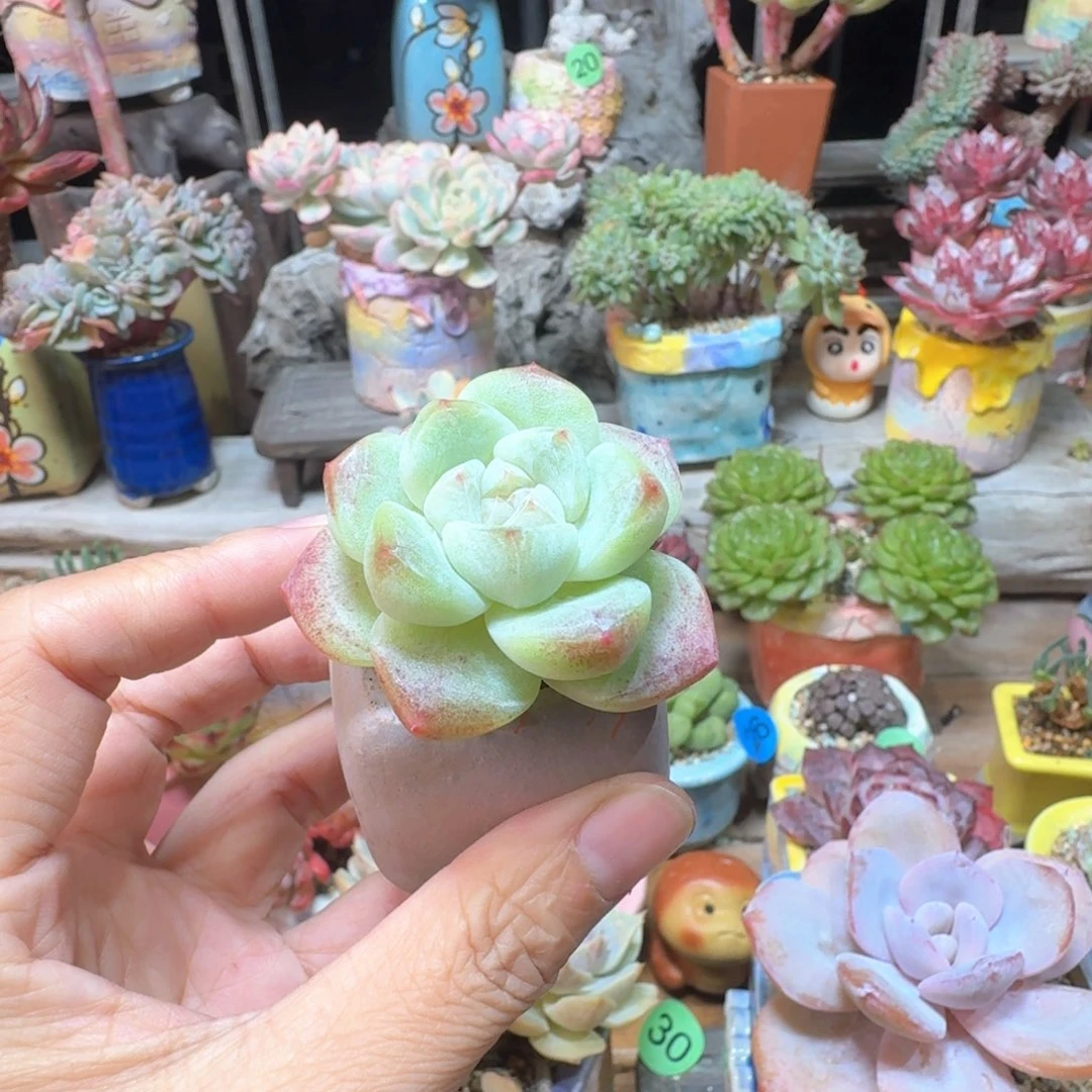 冰玉 多肉含盆土 一物一拍