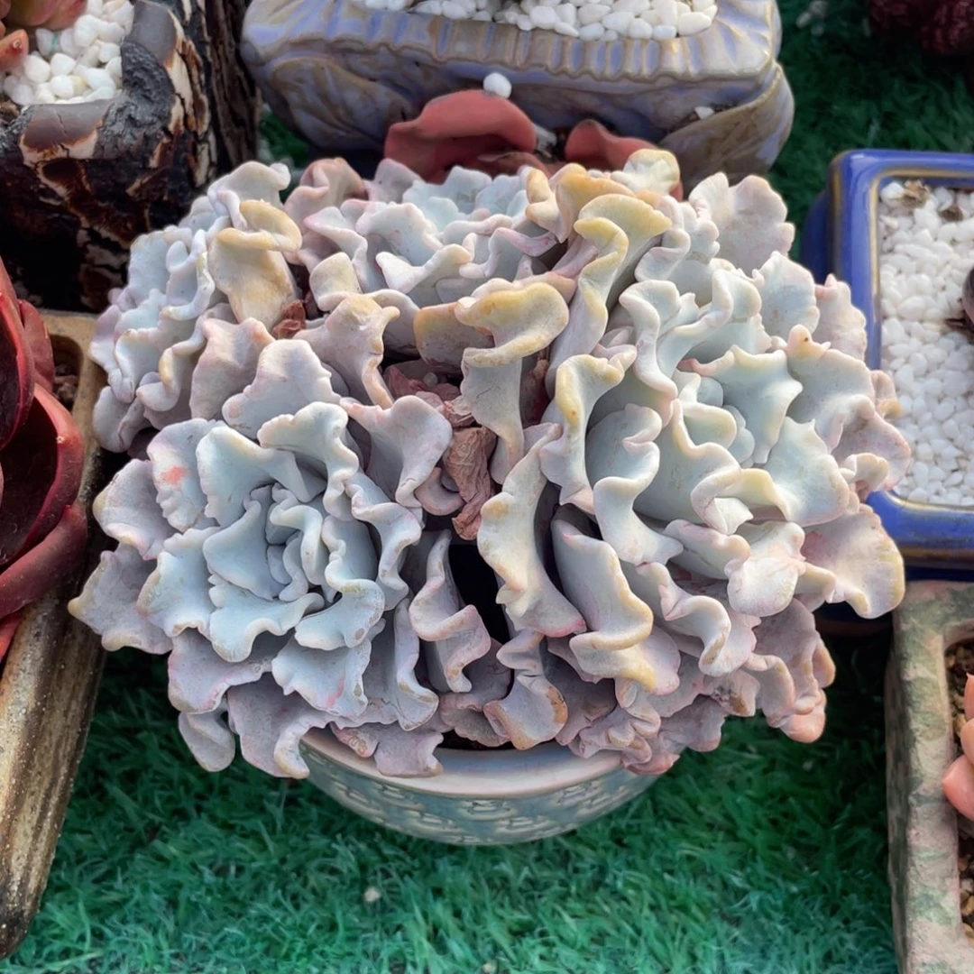 饺子皮多肉植物盆栽多肉植物