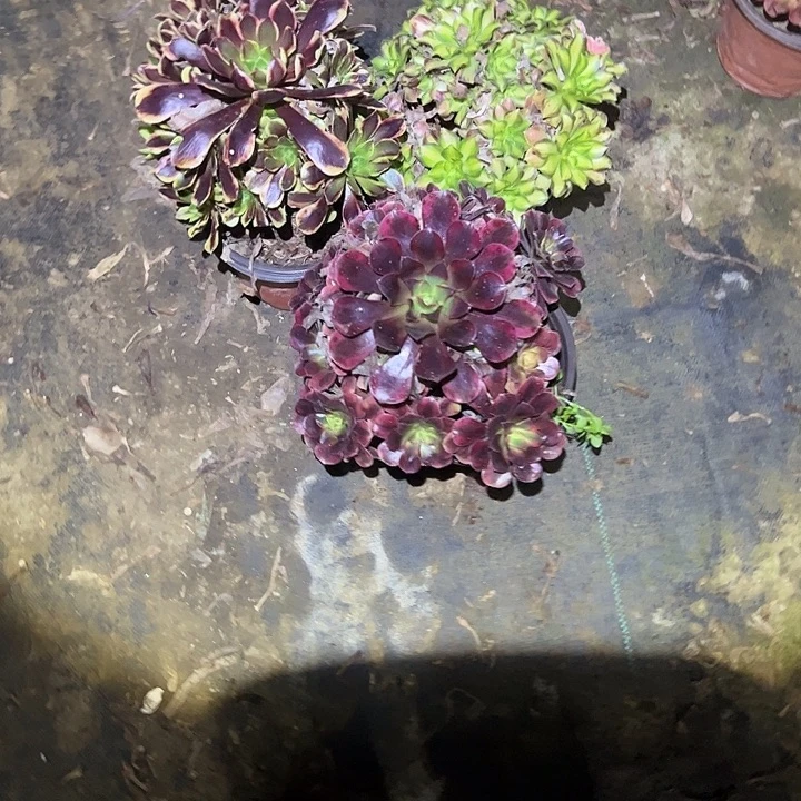 不包侧枝一物一拍40