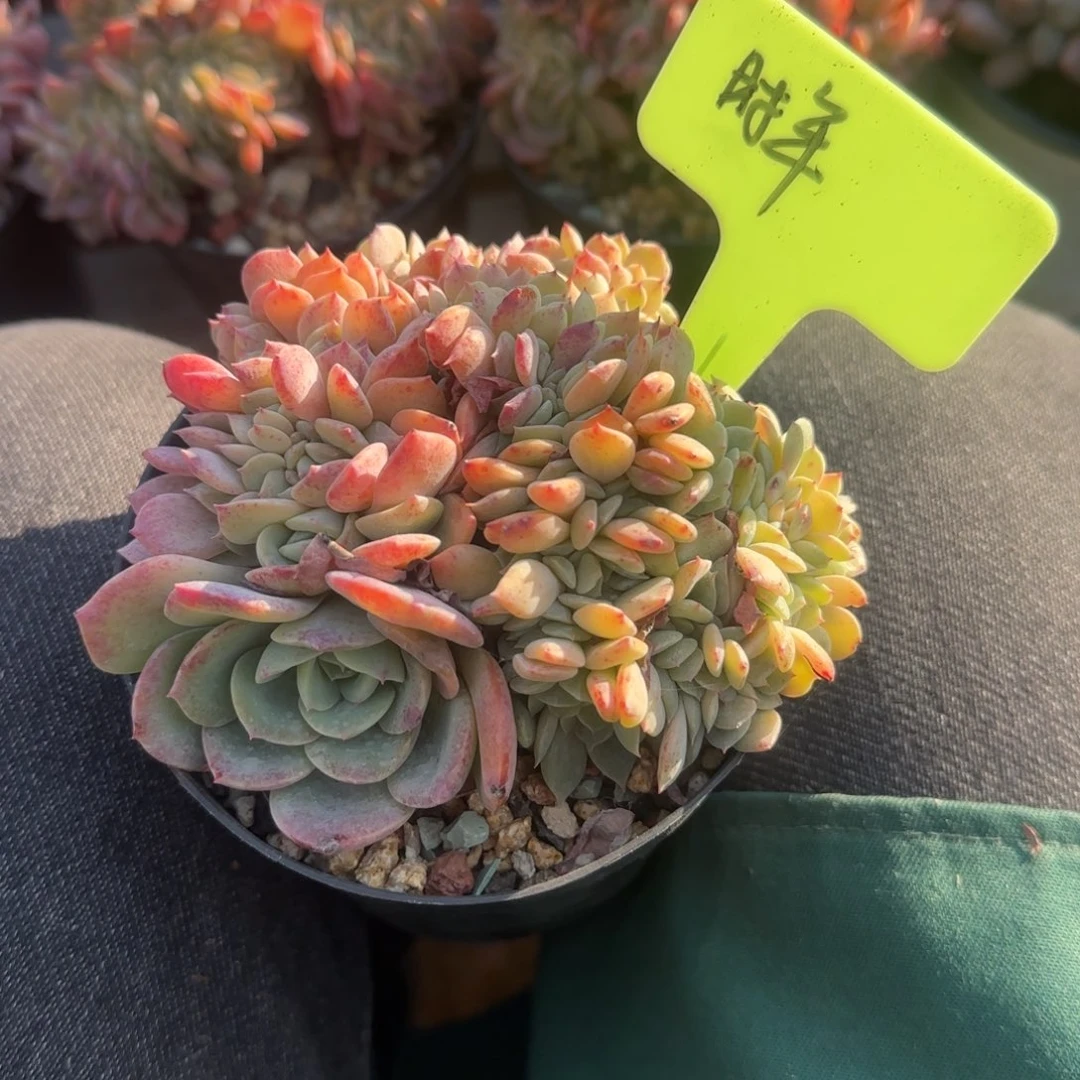 海棠花缀化五十包邮老桩多肉