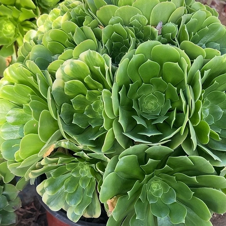 11.27-14琉璃多肉植物