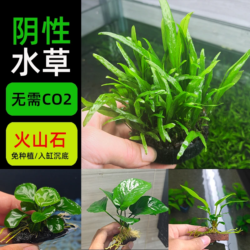 鱼缸造景活体植物古法原生鱼缸草缸中后景有茎类椒草集合水草新手