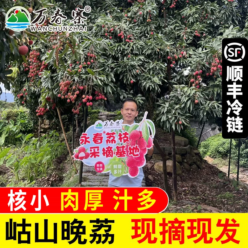 万春寨永春状元红荔枝 百年岵山老树荔枝晚荔 5斤礼盒装 现摘现发