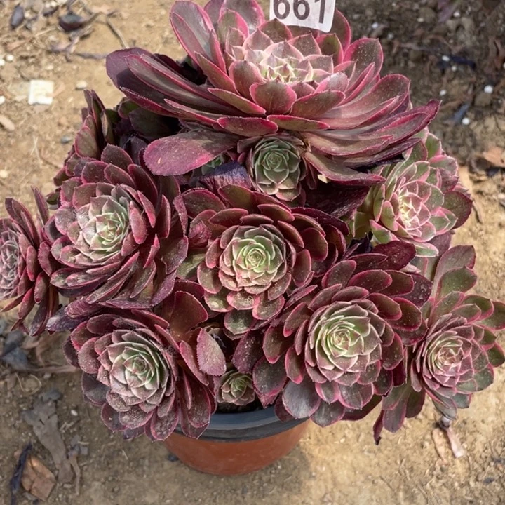 661多肉植物粉花妖