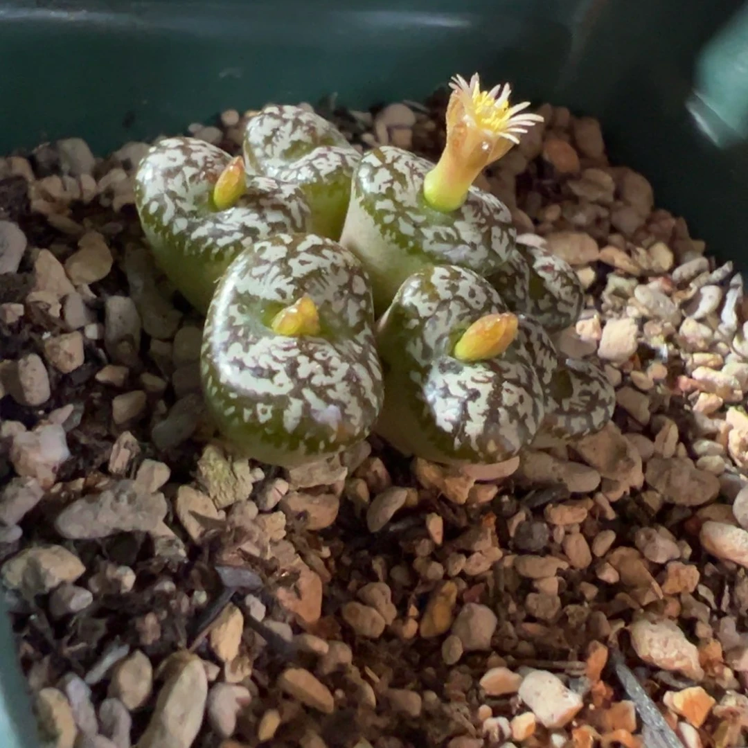 绵***糖两头 买一头送一头 s-418