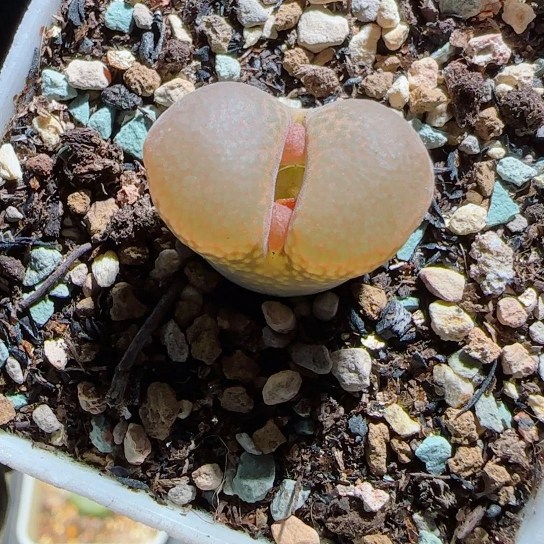 多肉植物大红宝石10号