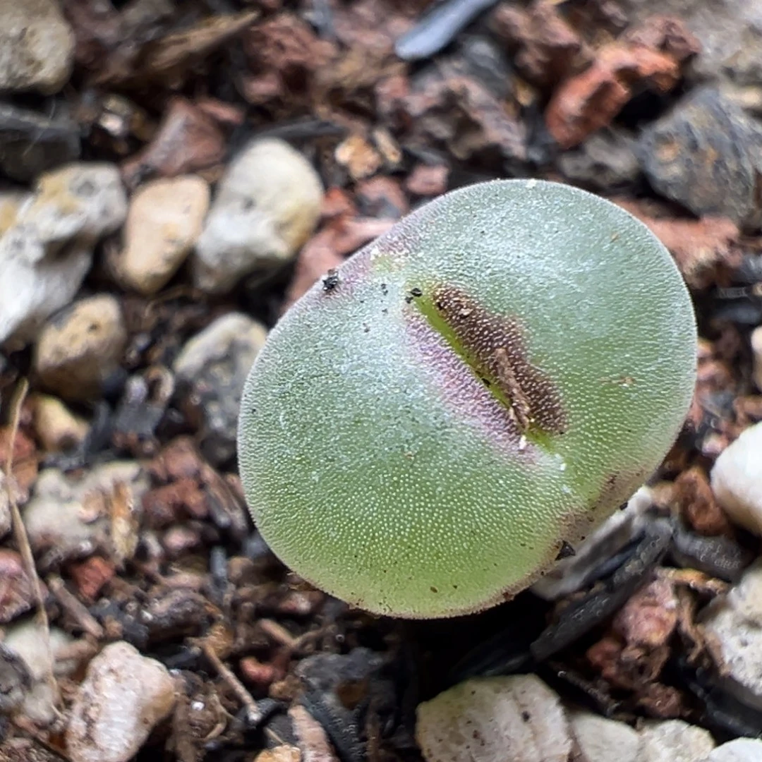 412粉红女郎纽扣母本一物一拍