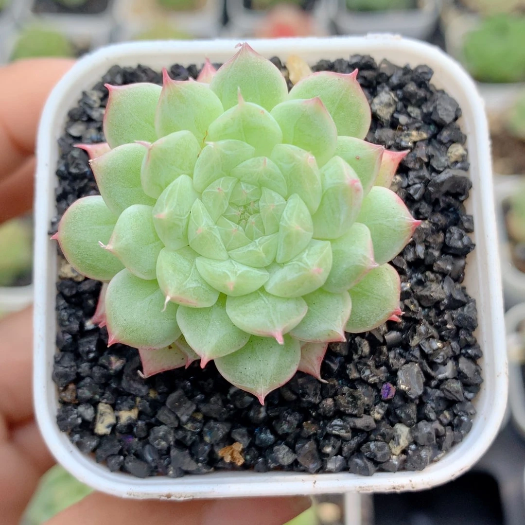 58包邮 群生不包整27