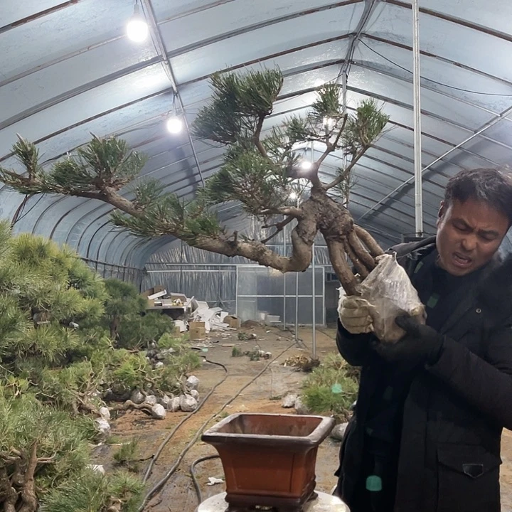 黑松的作用主要有三