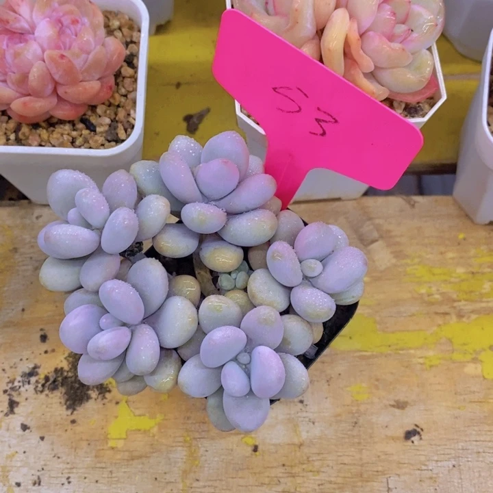 朵**.多肉植物，开心多肉