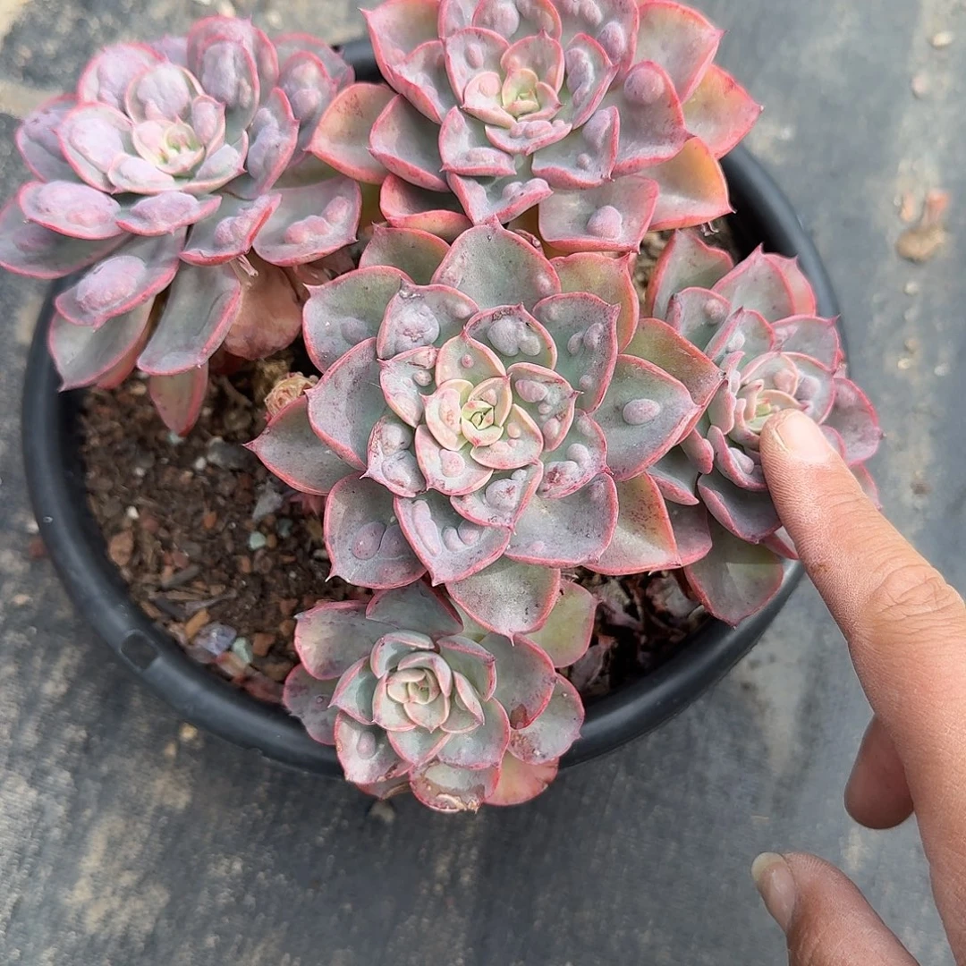 老庄雨滴多肉植物精品