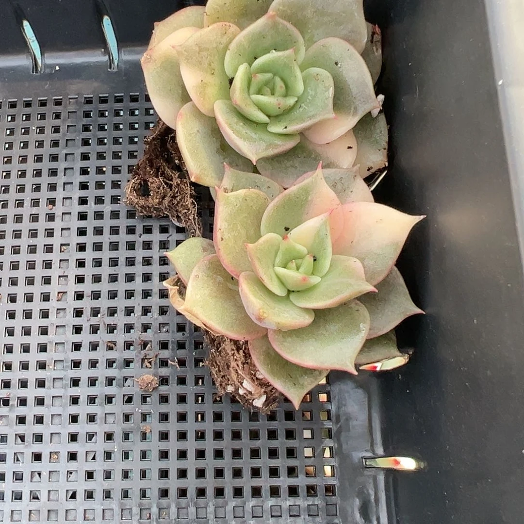 娜*?贝加尔湖锦，一筐两颗