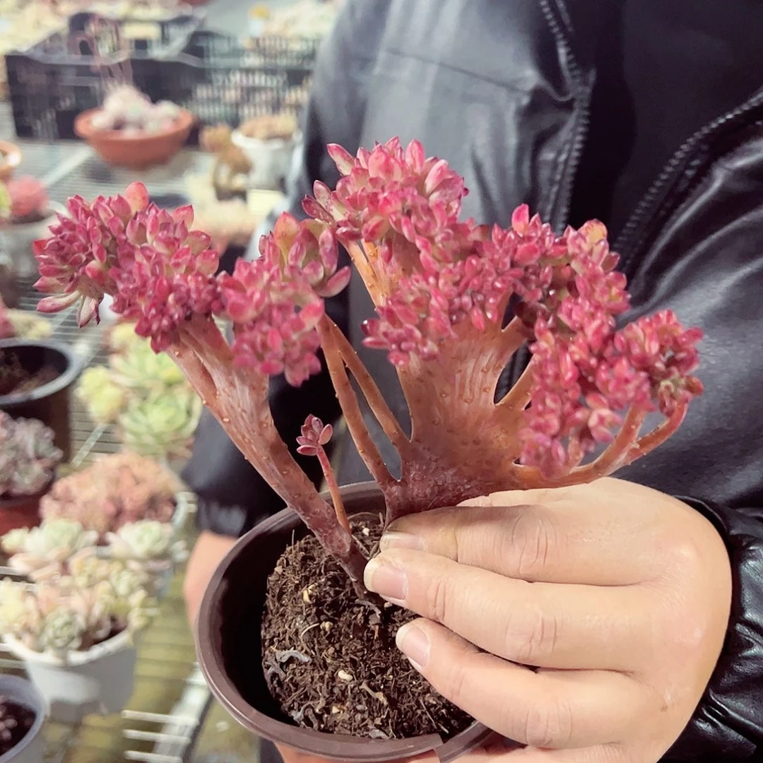 红至连缀化多肉植物