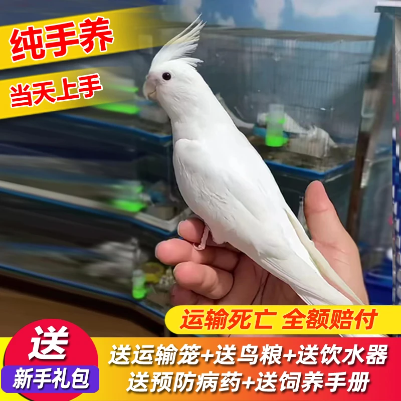 纯手养玄风鹦鹉亲人活鸟活体黄化玄风会学说话可繁殖宠物一对活物