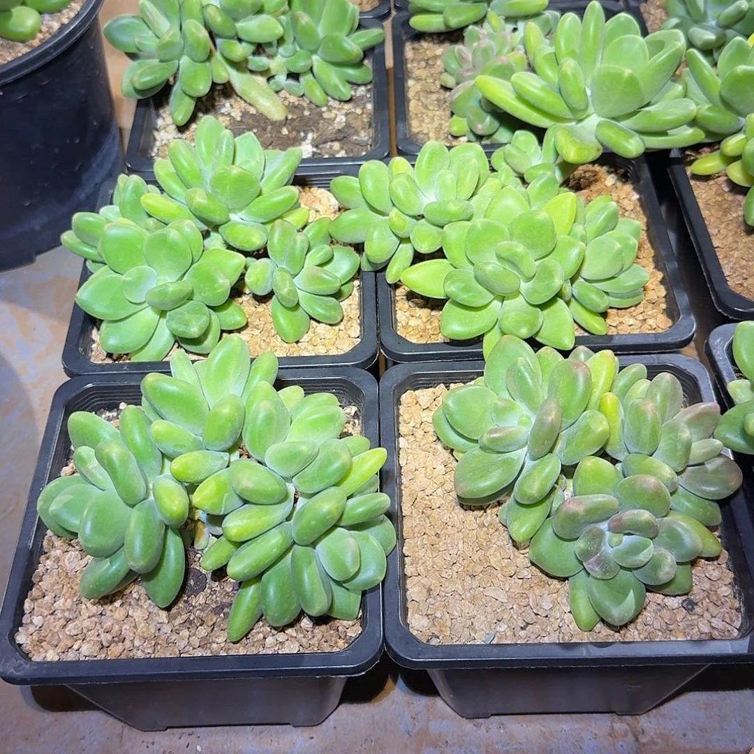芒果奶精控无砍群生多肉