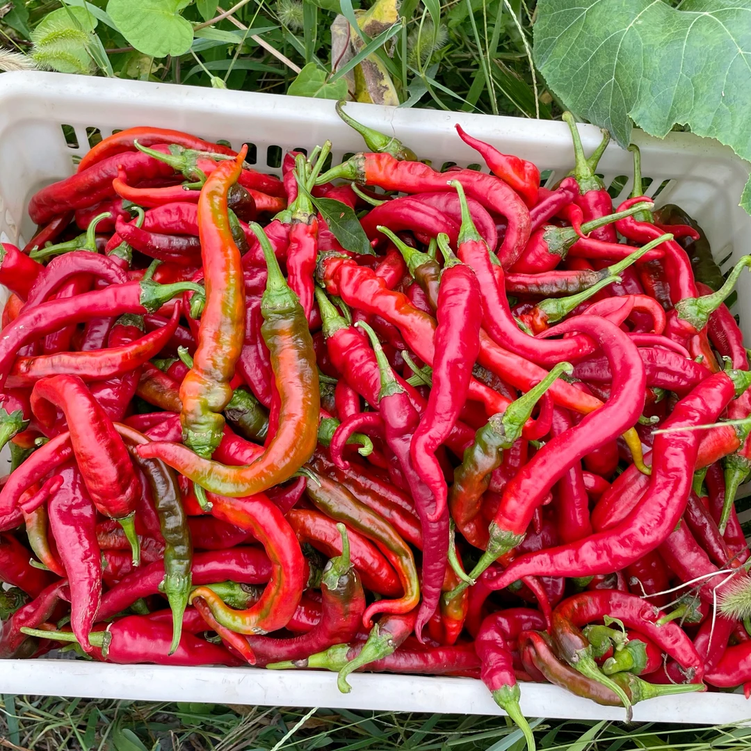 湖北恩施高山本地新鲜红椒农家自种红辣椒剁椒辣椒酱专用5斤包邮