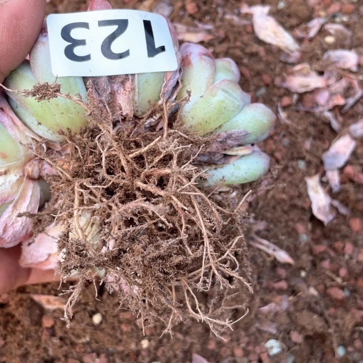 龙*豆多肉植物一物一拍