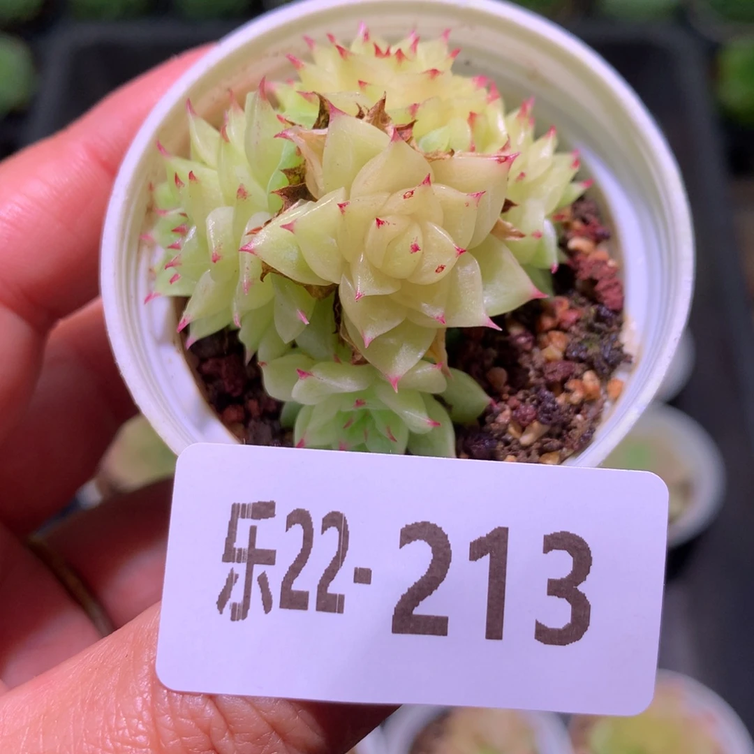 乐然22-213 麦秆群