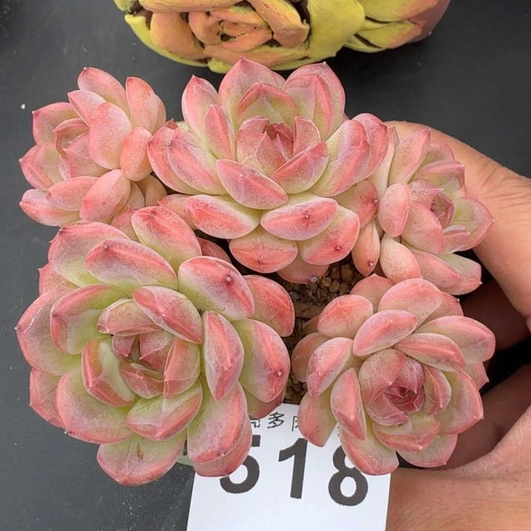 琴心群生        平安福寿多，财运福运走上坡