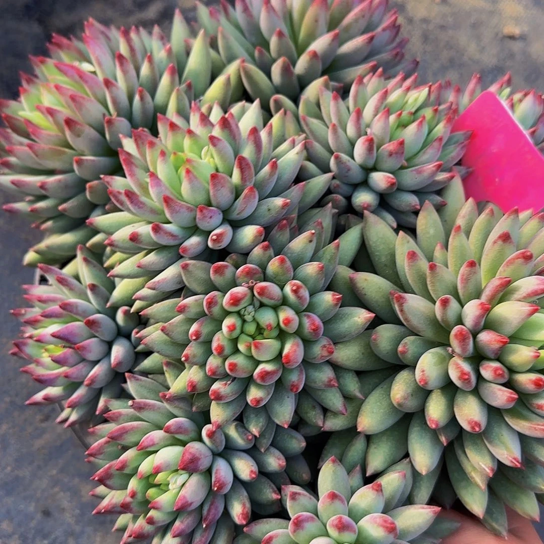 *****来咯哦哦哦哦哦哟哟哦哦了