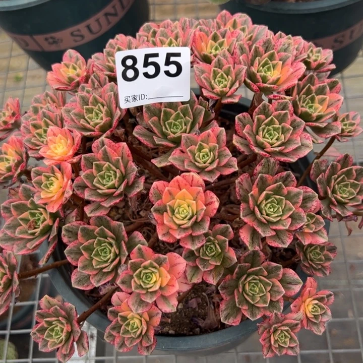 855甜茶20厘米左右