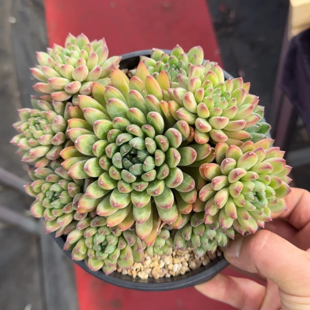 19厘米得尺寸一物一拍的