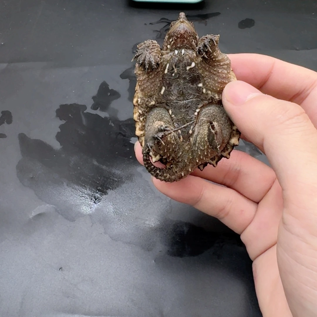 宠物龟不分公母11