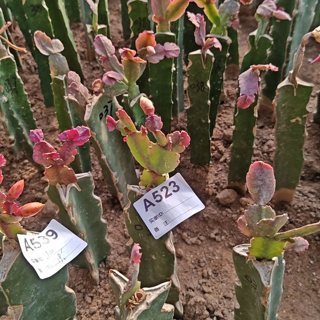 037黄重瓣脱土脱盆易掉芽苞523