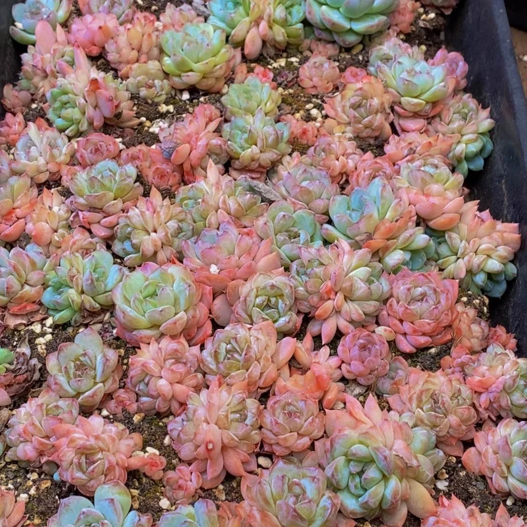 470多肉植物保护研究所所长