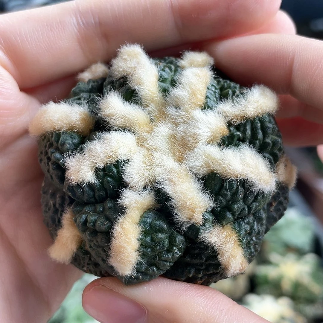 15号自根福利毛毛龟甲连山