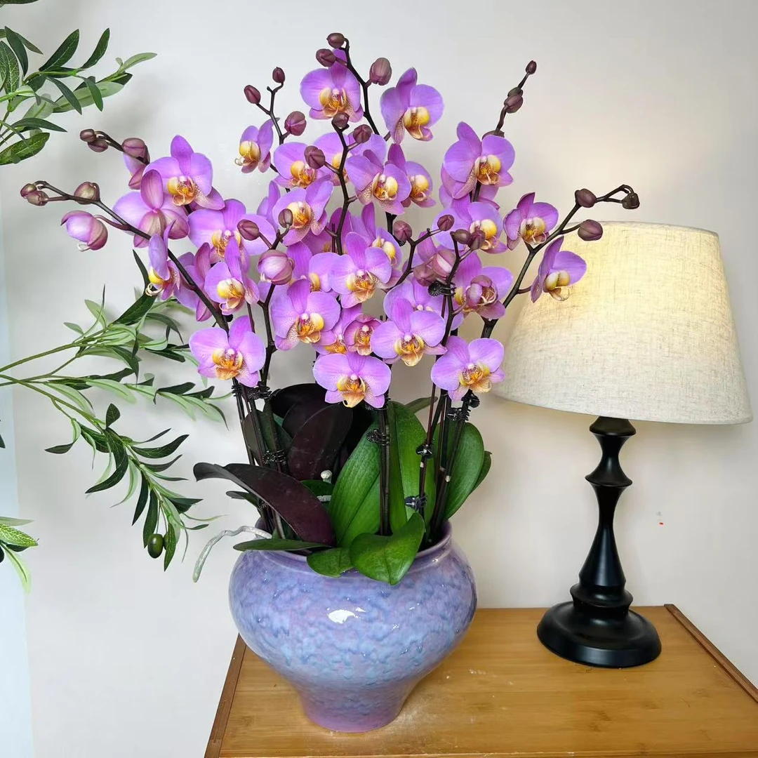 【博蒙特-蝴蝶兰】高端艺术 懒人种植轻奢 易养花期长