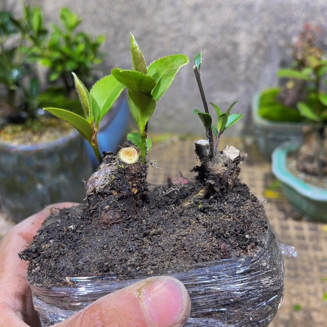 手***金当前无花朵，栽培后可花朵