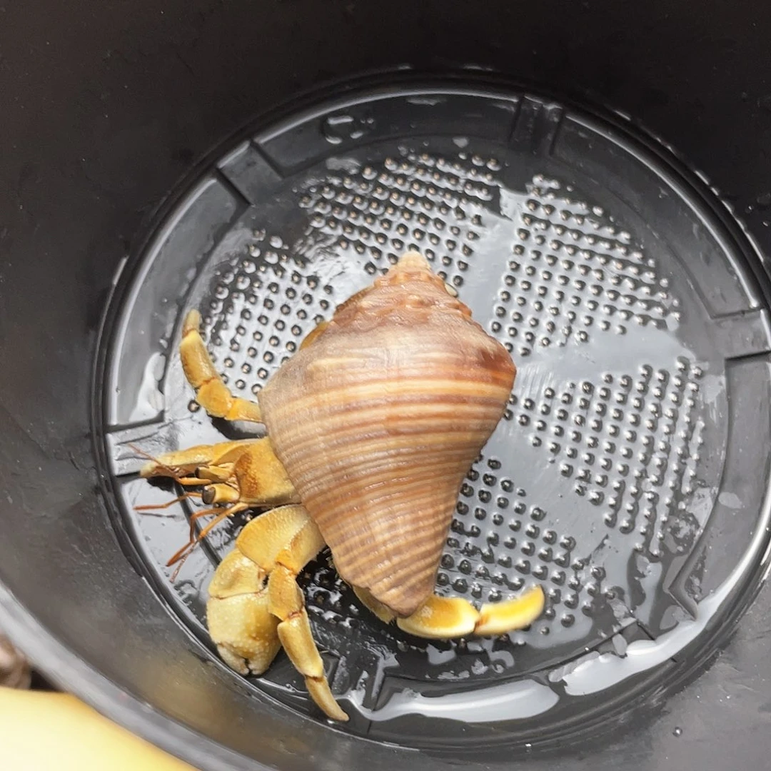 金色1.7口新岛彩虎