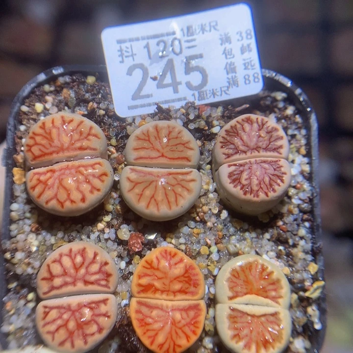 精品生石花120.245