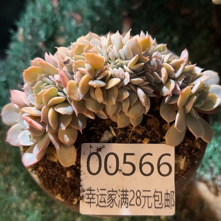 幸运的是我还没遇到